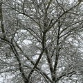 Nordhesse