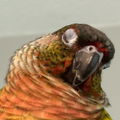 Tiniestbird