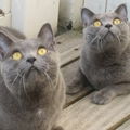Chartreux