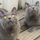 Chartreux