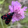 IrisMaria