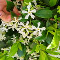 Sorelena