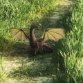 Pepperdragon