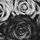 RoseDoe