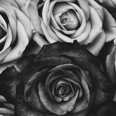 RoseDoe