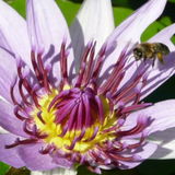 Blanziflor