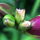 Freesia