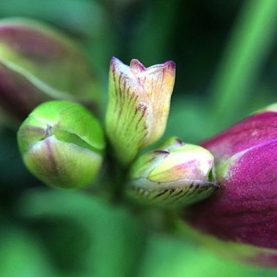 Freesia