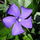 Vinca