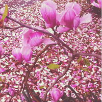 VioletLily