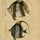 Riecherfish