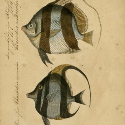 Riecherfish
