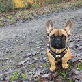 Fredericoo