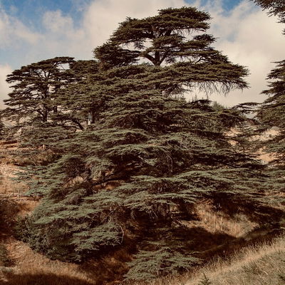LebCedar