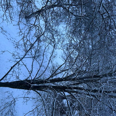 Trycja