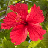 FloVer