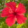 FloVer
