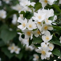 Liesa