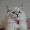 YasSharov