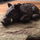 Sanglier