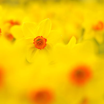 Springflower
