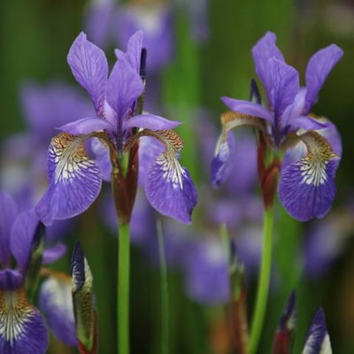 HommeFlorale
