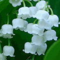 Muquet