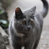 Cheshirecat