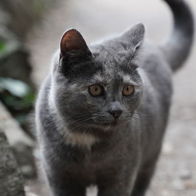 Cheshirecat