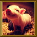 MissPiggy