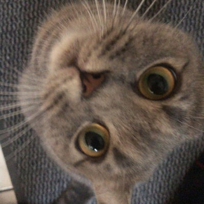DerLöwe
