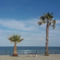 Paloma