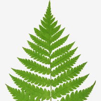 GreenFern