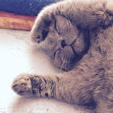 Charley