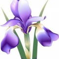 IrisMann