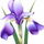 IrisMann