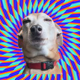 Itchynose