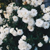 Sq223