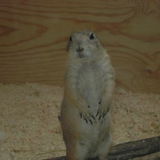 Bommelchen