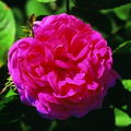RosedeResht