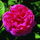 RosedeResht