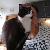 Giggletoe