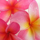 Kiliwia