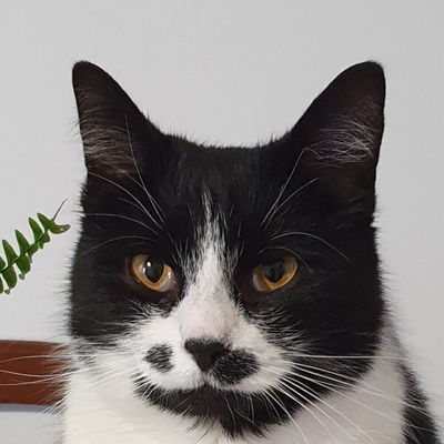 Chiquita