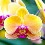 Orquidea