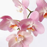 PinkOrchid