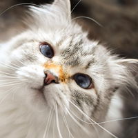 NurPixie