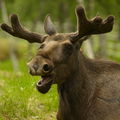 WoodMoose