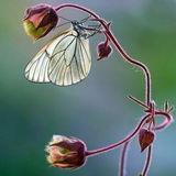Waldvogel