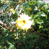 rosemia